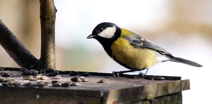 birdhouses and birding supplies birdhouses and birding supplies
